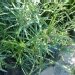 Plante ombelle, Souchet, Souchet à feuilles alternes, Papyrus à feuilles alternes, Plante ombrelle