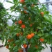 Citrus mitis