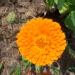 Calendula officinalis