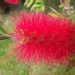 Callistemon
