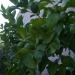 Limonier, Citronnier
