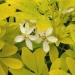 Choisya ternata 'Sundance' ®