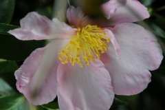Camelia, Camelia d'automne 'plantation pink'