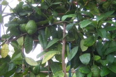 Citronnier de médie, Cédratier