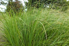 Herbe des pampas