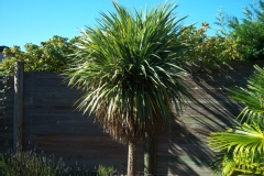 Cordyline, Dracaena