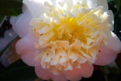 Camellia japonica 'Jury's Yellow'