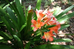 Lis de st-joseph, Clivie vermillonne, Lis du natal, Clivia vermillon