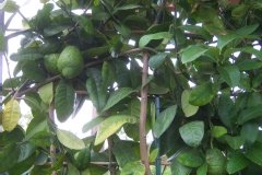 Citronnier de médie, Cédratier