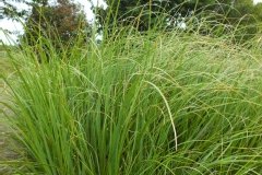 Herbe des pampas