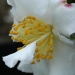Camellia sasanqua 'Narcissiflora'