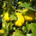 Citronnier 'lisbon', Citronnier