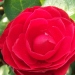 Camellia 'Black Lace'