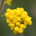 Calceolaria integrifolia