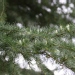 Cedrus deodara
