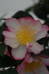 Camelia, Camelia 'rainbow'