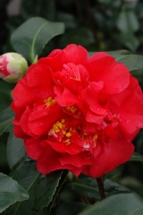 Camelia, Camelia 'sutcliffe's sunset'