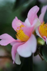 Camelia, Camelia 'yume'