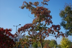 Cornus controversa