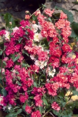 Clarkia 'elegant double'