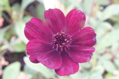 Cosmos chocolat