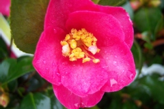 Camelia, Camelia d'automne 'hiryu'