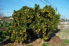Citrus sinensis