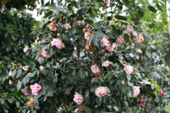 Camelia, Camelia 'hawaii'
