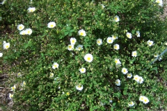 Cistus salviifolius