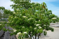 Cornus controversa 'Pagode'