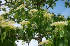 Cornus controversa