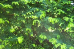 Cephalotaxus harringtonia var.drupacea