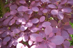 Cotinus coggygria 'Royal Purple'