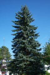Cedrus atlantica 'Glauca'