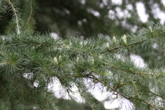 Cedrus deodara
