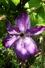 Clématite 'venosa'