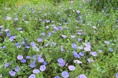 Liseron bleu, Liseron de mauritanie