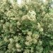 Cotonéaster laiteux