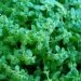 Callitriche aquatique, Callitriche de printemps, Capillaire d'eau, Callitriche, Callitriche des marais, Etoile d'eau