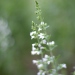 Calamintha