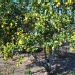Citronnier 'lisbonne', Citronnier