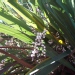 Cordyline, Dracaena