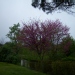 Arbre de judée, Gainier