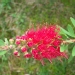 Goupillon, Rince bouteille, Callistème, Callistemon