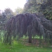 Cèdre de l'atlas 'glauca pendula', Cèdre bleu pleureur
