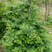 Carpinus betulus