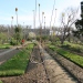 Cotinus coggygria