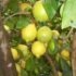 Citrus limon