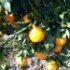 Citrus sinensis
