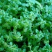 Callitriche aquatique, Callitriche de printemps, Capillaire d'eau, Callitriche, Callitriche des marais, Etoile d'eau